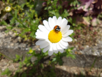 IMGP0650